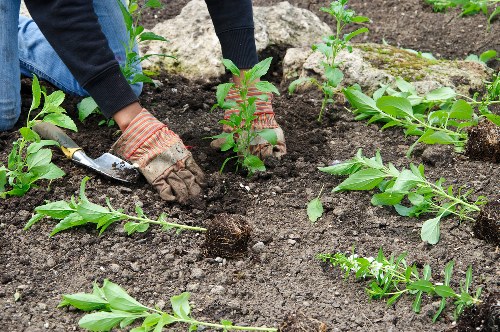 Team leader discussing risk assessment with gardeners